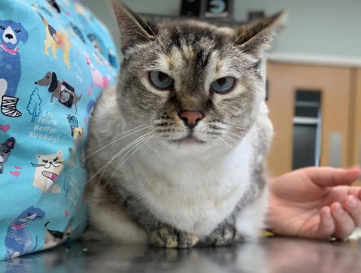 Preventive Care for Cats