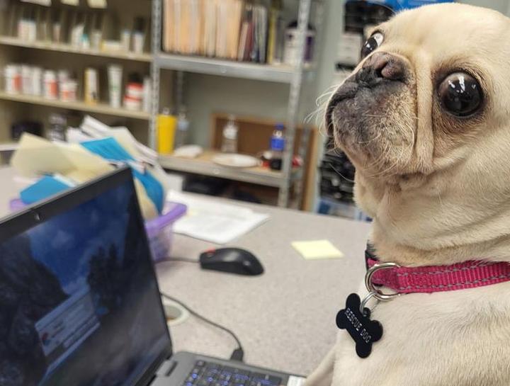 Preventive Care for Dogs