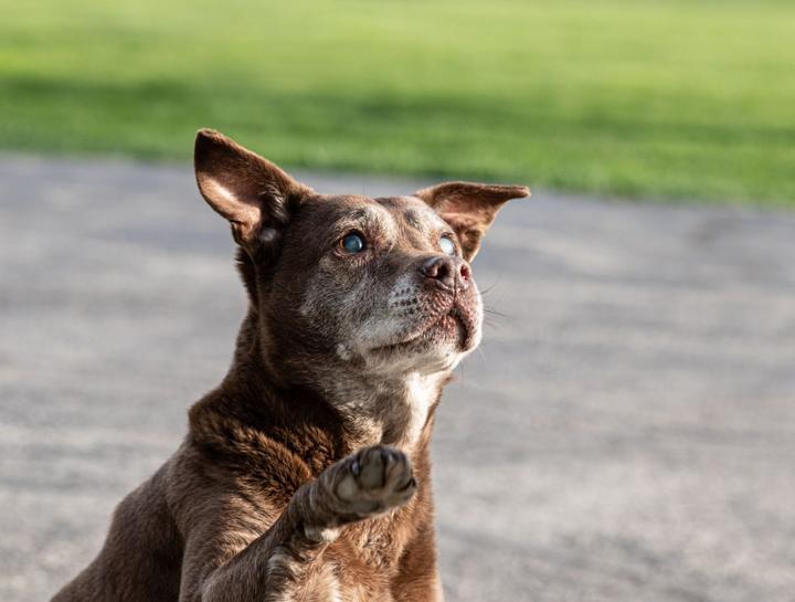 Senior Pet Care 
