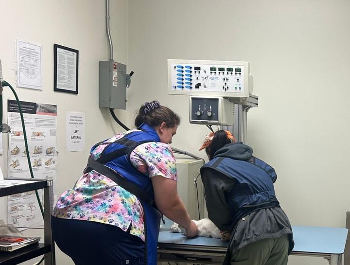 Pet Digital Radiology