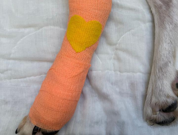 Advanced Soft Tissue Surgery