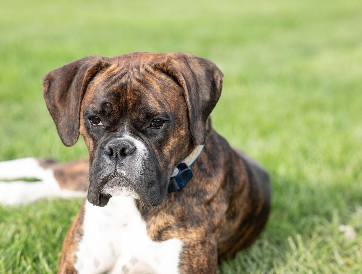 Pet Skin Allergies: scabs