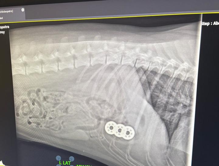 Xrays for Cats & Dogs