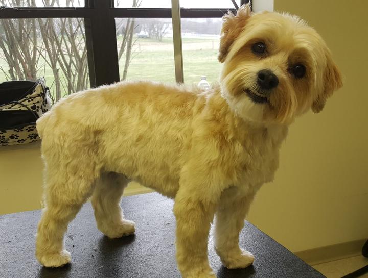 Pet Groomers