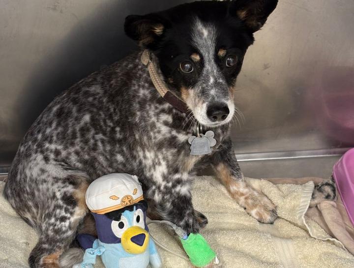 Emergency Veterinary Care